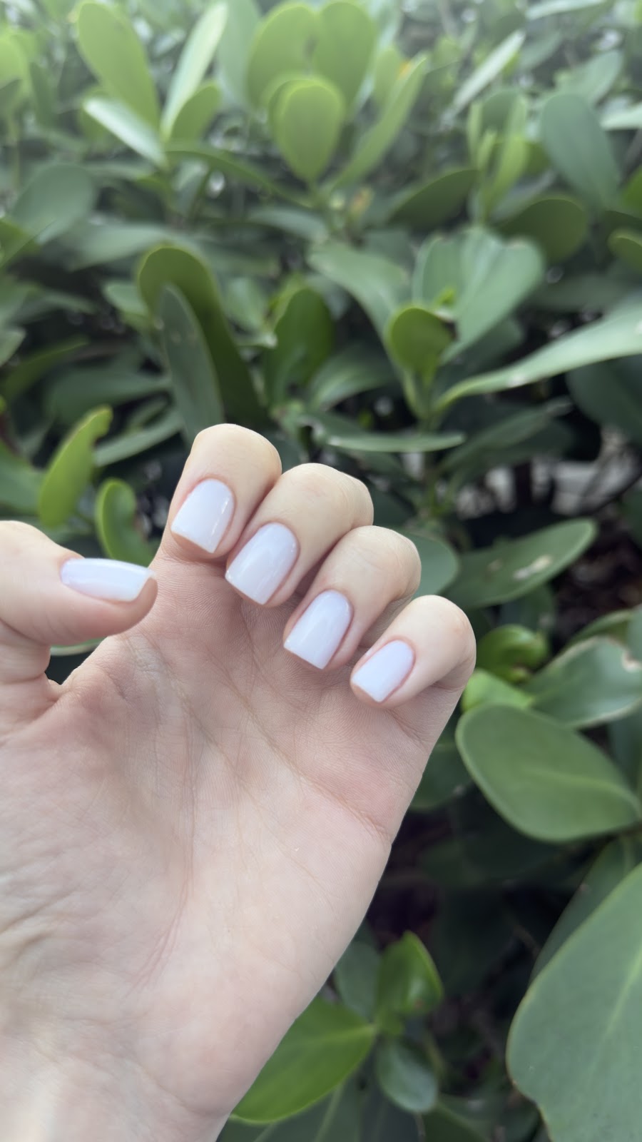 Milky-white gel manicure, square shape